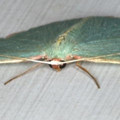 Chlorocoma dichloraria at Ainslie, ACT - 5 Dec 2019 10:41 PM