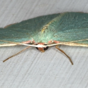 Chlorocoma dichloraria at Ainslie, ACT - 5 Dec 2019 10:41 PM