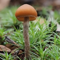 Galerina sp. at Blue Range - 27 May 2020 by KenT