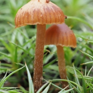 Galerina sp. at Coree, ACT - 27 May 2020