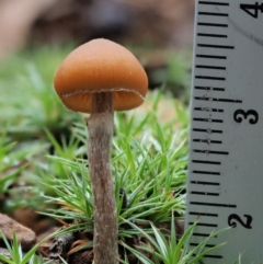 Galerina sp. at Coree, ACT - 27 May 2020