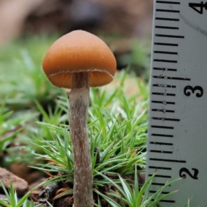 Galerina sp. at Coree, ACT - 27 May 2020