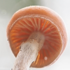 Galerina sp. at Coree, ACT - 27 May 2020