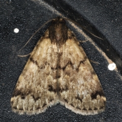 Mormoscopa phricozona (A Herminiid Moth) at Ainslie, ACT - 5 Dec 2019 by jb2602