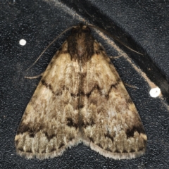 Mormoscopa phricozona (A Herminiid Moth) at Ainslie, ACT - 5 Dec 2019 by jbromilow50