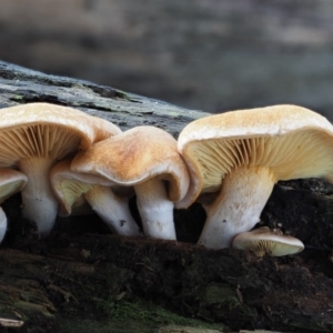 Gymnopilus sp. at Coree, ACT - 27 May 2020