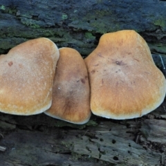 Gymnopilus sp. at Coree, ACT - 27 May 2020