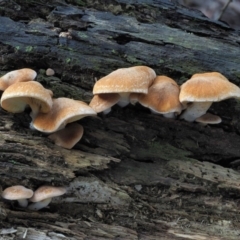 Gymnopilus sp. at Coree, ACT - 27 May 2020