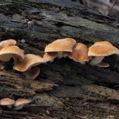 Gymnopilus sp. at Coree, ACT - 27 May 2020