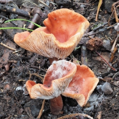 Lactarius s.l. (A Milkcap) at Blue Range - 26 May 2020 by KenT