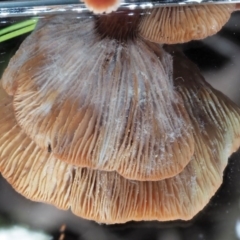 Lactarius s.l. at Coree, ACT - 27 May 2020 09:48 AM