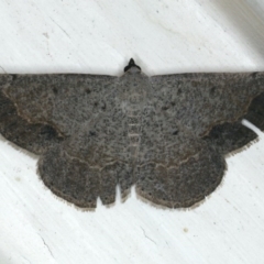 Taxeotis intextata (Looper Moth, Grey Taxeotis) at Ainslie, ACT - 5 Dec 2019 by jbromilow50
