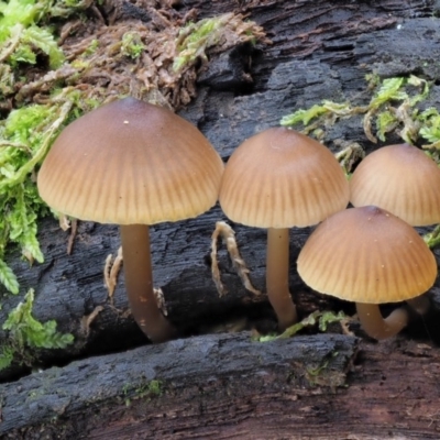 Mycena sp. (Mycena) at Blue Range - 26 May 2020 by KenT