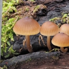 Mycena sp. at Coree, ACT - 27 May 2020