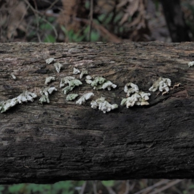 Schizophyllum commune (Split Gill Fungus) at Blue Range - 27 May 2020 by KenT