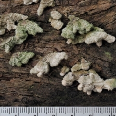 Schizophyllum commune at Coree, ACT - 27 May 2020