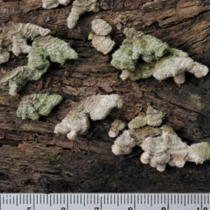 Schizophyllum commune at Coree, ACT - 27 May 2020