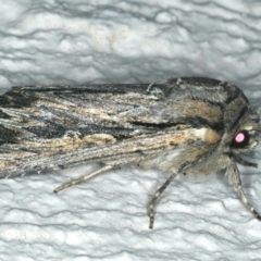 Persectania ewingii (Southern Armyworm) at Ainslie, ACT - 5 Dec 2019 by jb2602