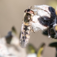 Melangyna viridiceps (Hover fly) at Cotter River, ACT - 26 Jun 2020 by SWishart