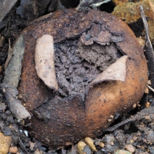 Scleroderma sp. at Coree, ACT - 27 May 2020