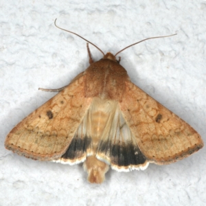 Helicoverpa punctigera at Ainslie, ACT - 5 Dec 2019