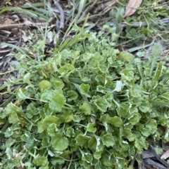 Stuartina sp. (genus) (A cudweed) at Hughes, ACT - 28 Jun 2020 by KL