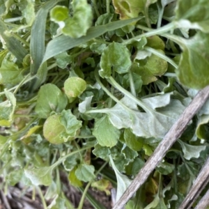 Stuartina sp. (genus) at Hughes, ACT - 28 Jun 2020