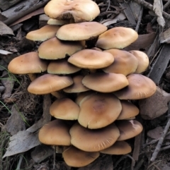 Hypholoma sp. (Hypholoma) at Coree, ACT - 27 May 2020 by KenT