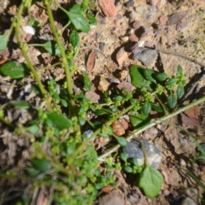 Dysphania pumilio (Small Crumbweed) at Wamboin, NSW - 22 Apr 2020 by natureguy