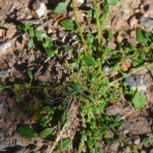 Dysphania pumilio at Wamboin, NSW - 22 Apr 2020