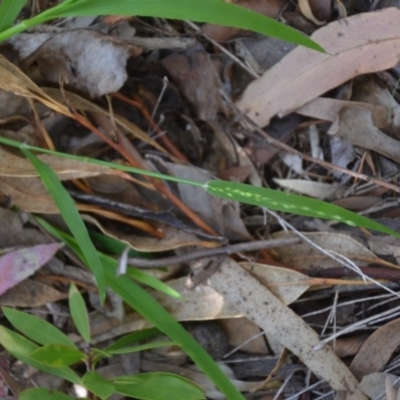 Ehrharta erecta (Panic Veldtgrass) at Wamboin, NSW - 22 Apr 2020 by natureguy