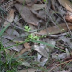 Ehrharta erecta at Wamboin, NSW - 22 Apr 2020