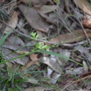 Ehrharta erecta at Wamboin, NSW - 22 Apr 2020
