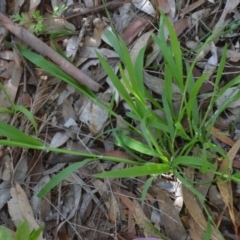 Ehrharta erecta at Wamboin, NSW - 22 Apr 2020