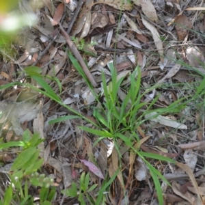 Ehrharta erecta at Wamboin, NSW - 22 Apr 2020