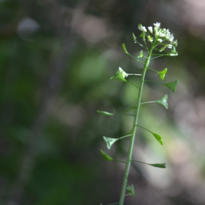 Capsella bursa-pastoris (Shepherd's Purse) at Wamboin, NSW - 22 Apr 2020 by natureguy