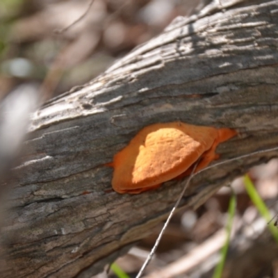 Trametes coccinea (Scarlet Bracket) at QPRC LGA - 22 Apr 2020 by natureguy