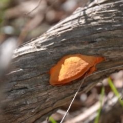 Pycnoporus coccineus (Scarlet Bracket) at Wamboin, NSW - 22 Apr 2020 by natureguy