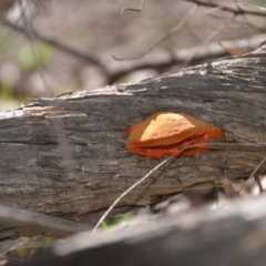 Trametes coccinea at Wamboin, NSW - 22 Apr 2020