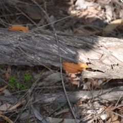 Trametes coccinea at Wamboin, NSW - 22 Apr 2020