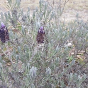 Lavandula stoechas at Jerrabomberra, ACT - 28 Jun 2020