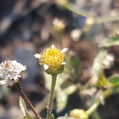 Galinsoga parviflora (Potato Weed) at Jerrabomberra, ACT - 28 Jun 2020 by Mike