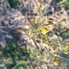 Galinsoga parviflora at Jerrabomberra, ACT - 28 Jun 2020