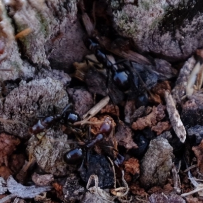 Papyrius nitidus (Shining Coconut Ant) at Molonglo River Reserve - 28 Jun 2020 by Kurt