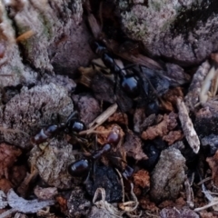 Papyrius nitidus (Shining Coconut Ant) at Kama - 28 Jun 2020 by Kurt