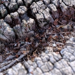 Papyrius nitidus at Molonglo River Reserve - suppressed