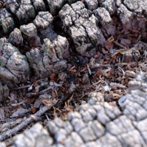 Papyrius nitidus at Molonglo River Reserve - suppressed