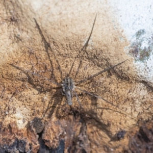 Opiliones (order) at Acton, ACT - 22 Jun 2020