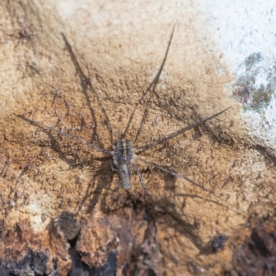 Opiliones (order) (Unidentified harvestman) at Acton, ACT - 22 Jun 2020 by WHall