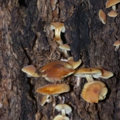 Hypholoma sp. (Hypholoma) at ANBG - 22 Jun 2020 by WHall